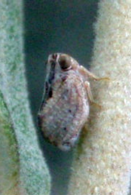 Hysteropterum sp. - Issidae